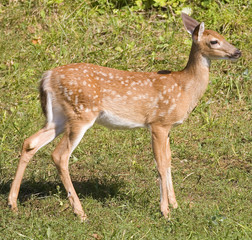 whitetail deer fawn with lots of spots on its hide