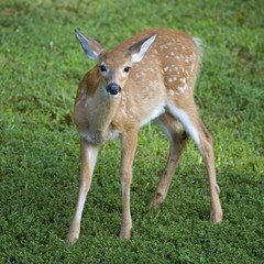 whitetail fawn trying to figure something out