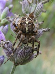 araignée