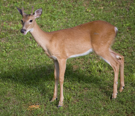 Fototapeta premium whitetail buck in velvet drooling over corn