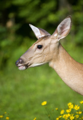 whitetail deer in flowers with a full profile