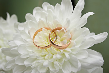 Fototapeta premium Two wedding rings on a white chrysanthemum