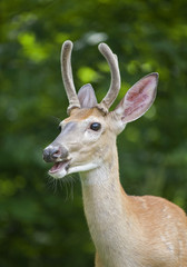 whitetail buck in velvet breathing through its mouth