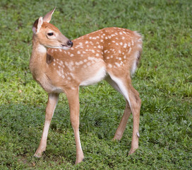 whitetail deer fawn in spots on green grass