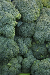 Broccoli background