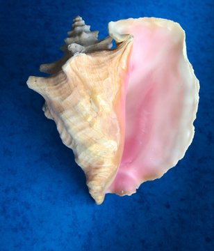 Pink conch shell on blue background