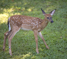 whitetail fawn looking for food in the morning