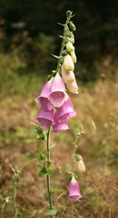 Digitalis purpurea - foxglove