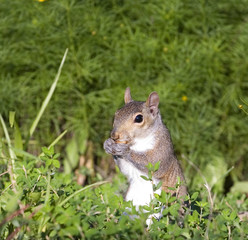 tree squirrel that's found something to eat