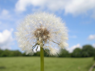 Naklejka premium Dandelion
