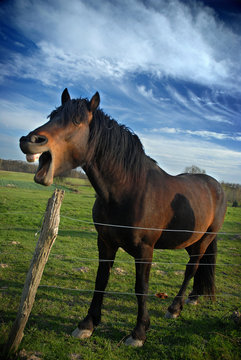 Cheval henissant dans pr&eacute;