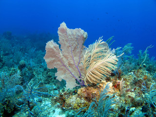 Soft Coral and Sea Fan in the Cayamn Islands