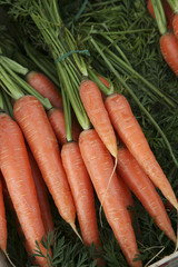 Orange carrot background