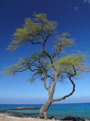Fototapeta na wymiar Beautiful tree on King trail, Big Island, Hawaii