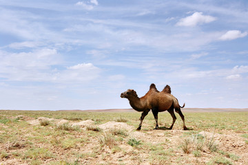 A Bactrian Camel in the Gobi desert of Mongolia
