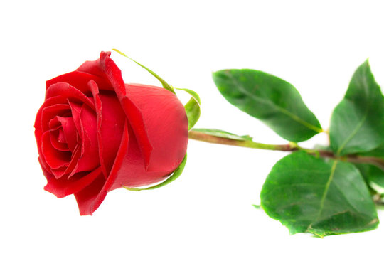Red rose with green leaves. Isolation on white background