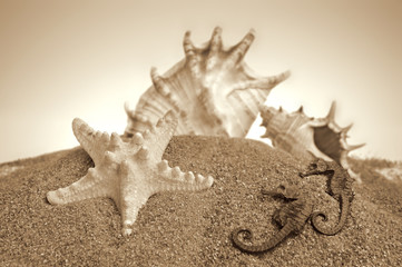 Obraz premium Seashells on a sand background