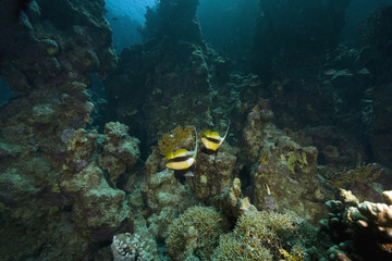 coral and fish