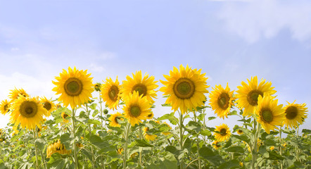 Image of field of sunflowers on the background of sky