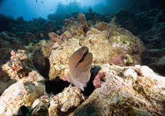 Naklejka na ściany i meble Giant moray (gymnothorax javanicus)