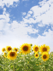 Photo of sunflowers field with blue sky at sunny day