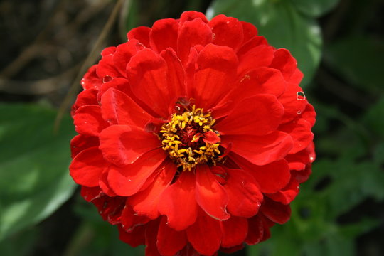 Red Zinnia