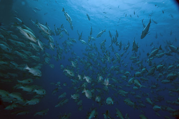 Fototapeta na wymiar lucjany mangrowe i spadefish