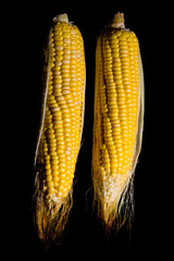 Two Corn on the cobs