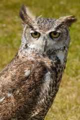 True or typical owl, strigidae