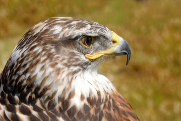 closeup f red tail hawk