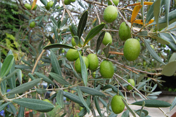 Olive tree