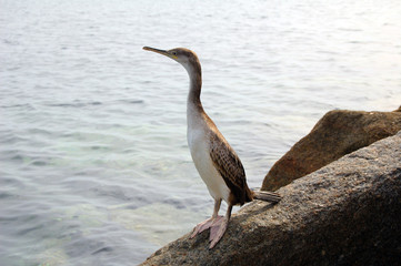 Cormorano