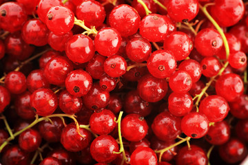 Red currant berries background. Shot in a studio.