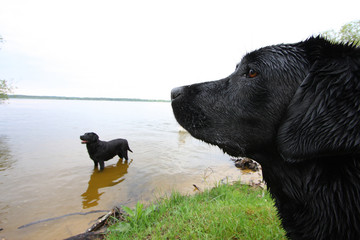 regard de labrador sur autre labrador