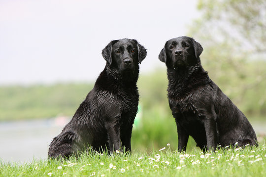 252 Best Chien Noir Images Stock Photos Vectors Adobe Stock