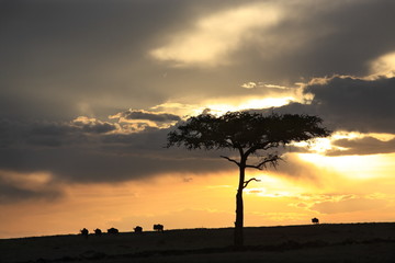 Fototapeta na wymiar w pięknej równiny Masai rezerwy w Afryce Kenii