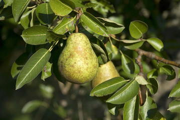 Pear on a tree