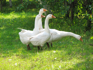 white geese on the green grass
