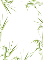 Fototapeta na wymiar Bamboo Grass Beauty