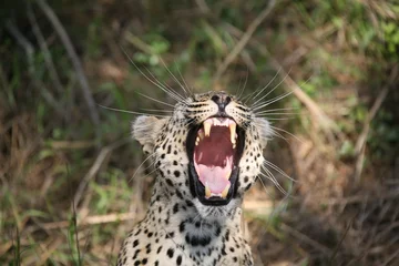 Foto op Canvas Leopard gähnt 2 © Walter Niederbauer