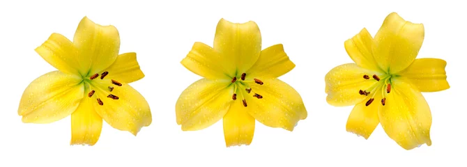 Crédence de cuisine en verre imprimé Nénuphars Trio de fleur de lys