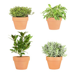 Fototapeta premium Thyme, Sage, Bay and Lavender
