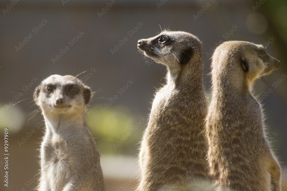 Wall mural Three meerkats