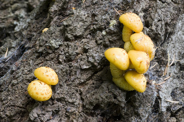 Mushrooms ( Latin- Pholiota) on a tree