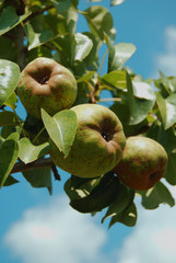 Pears growing