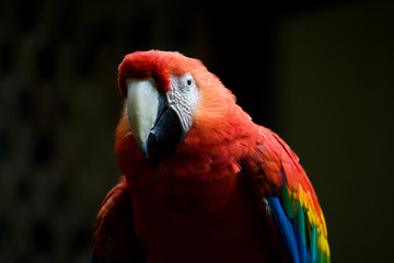 Scarlet Macaw Parrot