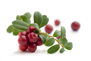 Bunch of fresh cranberries isolated on white