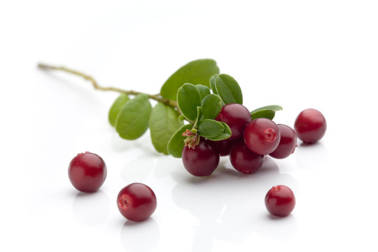 Bunch Of Fresh Cranberries Isolated On White