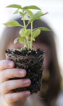 Child holding plant with soil and roots showing