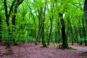 Nature concept - Green forest during bright summer day